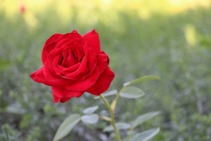 The Best Herbal Plants to Grow for Homemade Tea