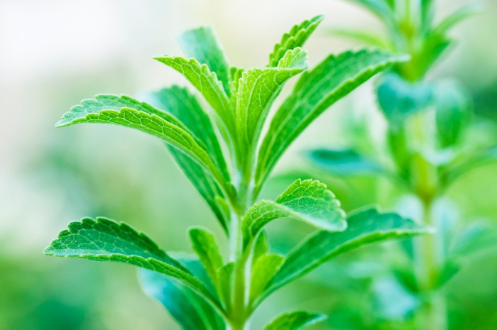 Stevia