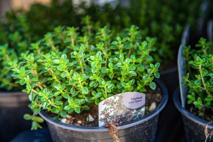 The Best Herbal Plants to Grow for Homemade Tea