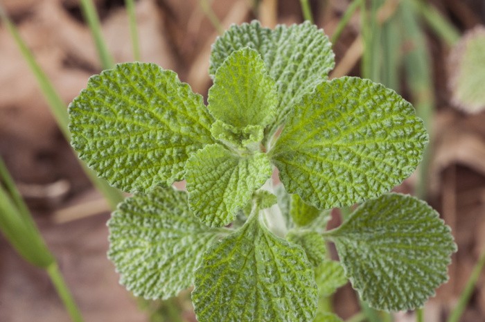 Horehound