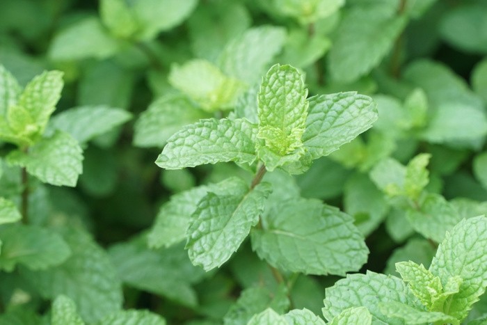 Lemon Balm