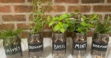 The Best Herbs To Grow In Mason Jars