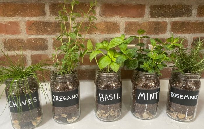 The Best Herbs To Grow In Mason Jars