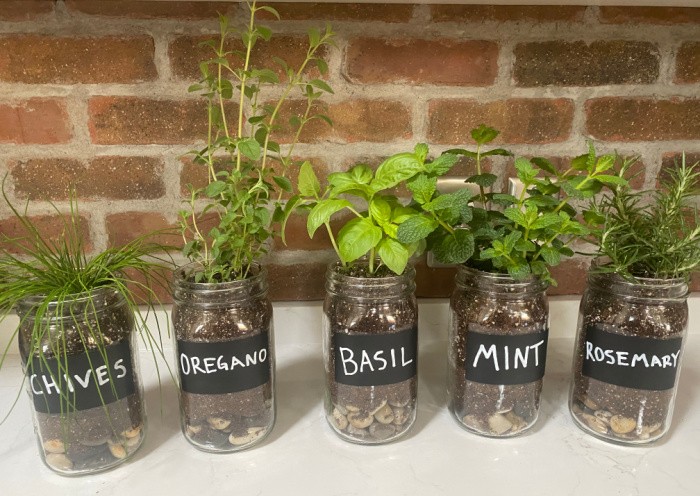 The Best Herbs To Grow In Mason Jars