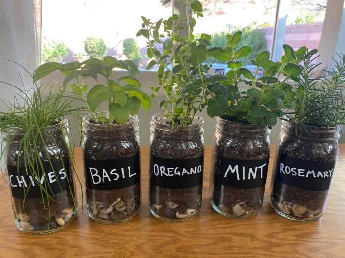 The Best Herbs To Grow In Mason Jars