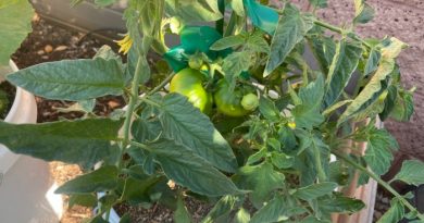 Top Gardening Tips for Growing Tomatoes