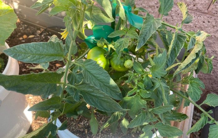 Top Gardening Tips for Growing Tomatoes