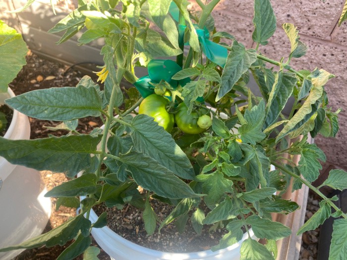 Top Gardening Tips for Growing Tomatoes