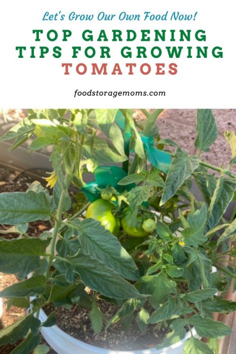 Top Gardening Tips for Growing Tomatoes