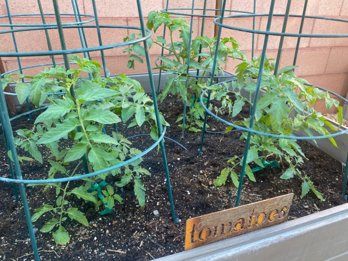 Top Gardening Tips for Growing Tomatoes