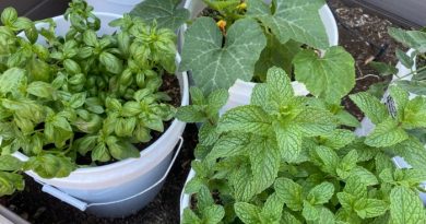 Why You Need to Learn to Grow Your Own Food