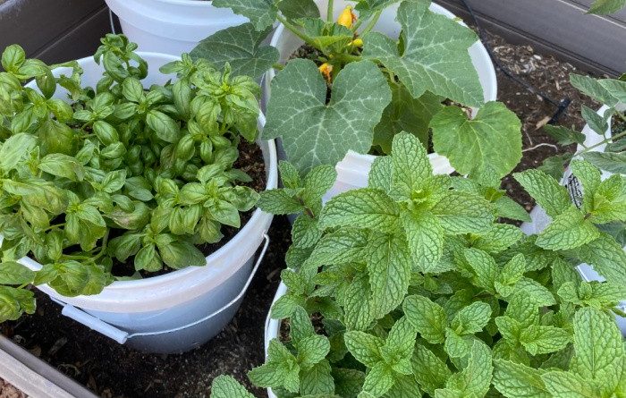 Why You Need to Learn to Grow Your Own Food