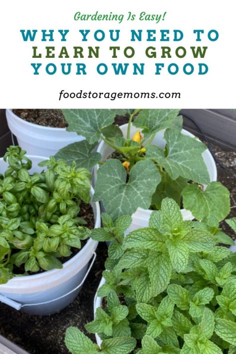 Why You Need to Learn to Grow Your Own Food