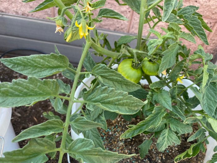 Why You Need to Learn to Grow Your Own Food