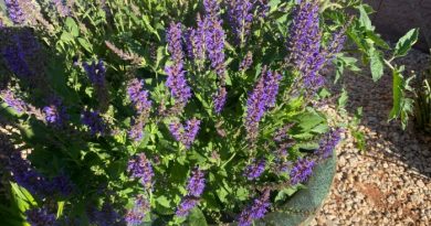 12 Budget-Friendly Beautiful Garden Tips