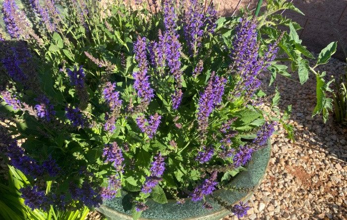 12 Budget-Friendly Beautiful Garden Tips
