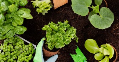 13 of the Best Gardening Tips Ever