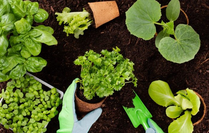 13 of the Best Gardening Tips Ever