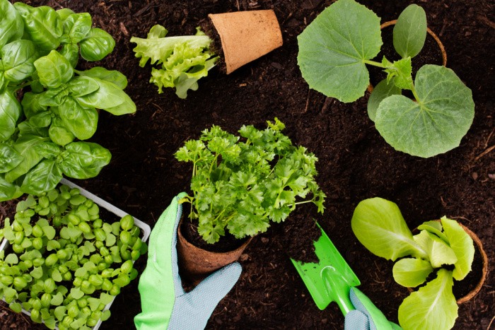 13 of the Best Gardening Tips Ever