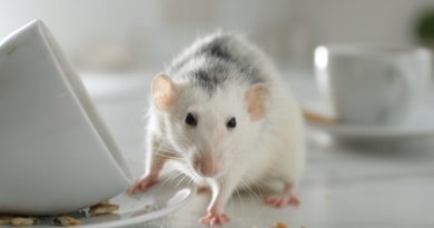 How to Deal with a Rodent Infestation