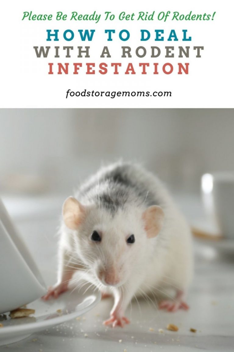 How to Deal with a Rodent Infestation - Food Storage Moms