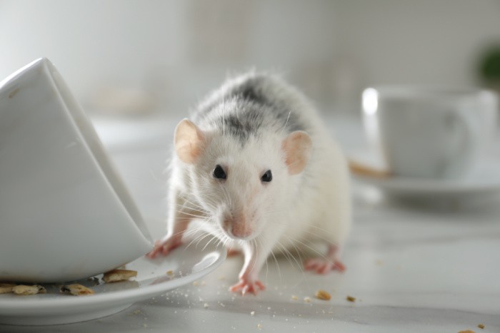 https://www.foodstoragemoms.com/wp-content/uploads/2021/05/How-to-Deal-with-a-Rodent-Infestation.jpeg