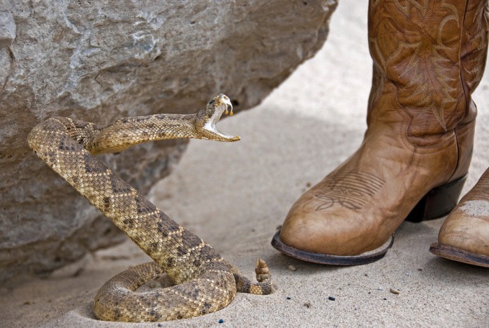 How to Manage Animal Bites in an Emergency