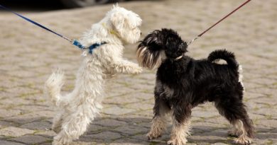 How to Manage Animal Bites in an Emergency