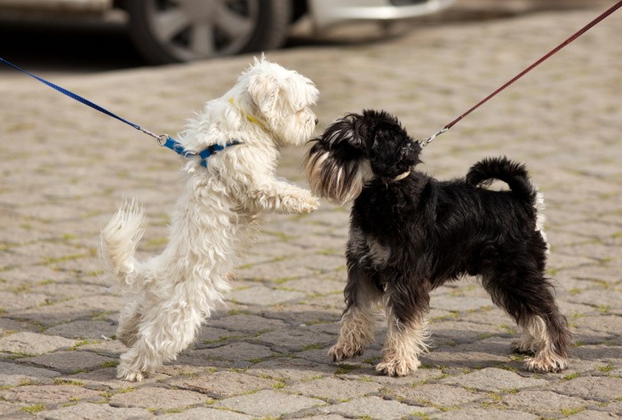 How to Manage Animal Bites in an Emergency