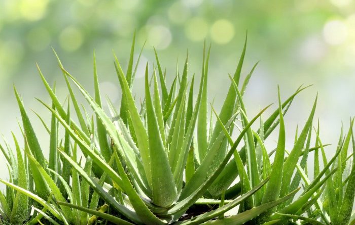 Top 10 Healing Plants to Grow