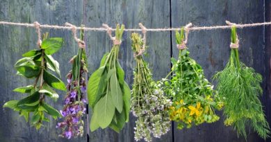 Top Herbs that Work Great for Healing