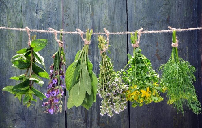 Top Herbs that Work Great for Healing