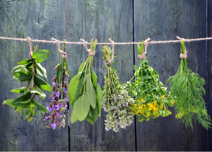 Top Herbs that Work Great for Healing