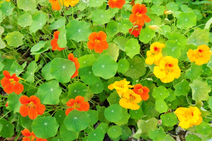 Nasturtium Flowers