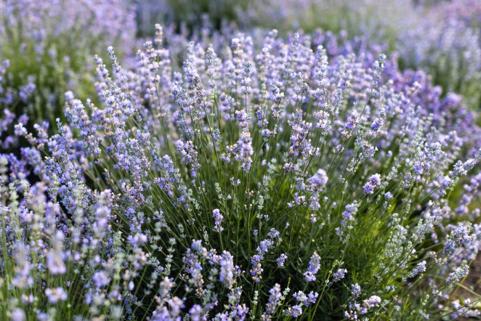 Lavender Flowers