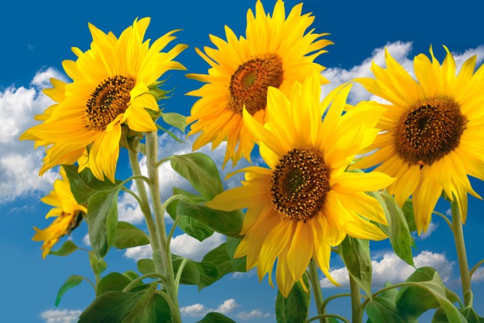 Sunflowers