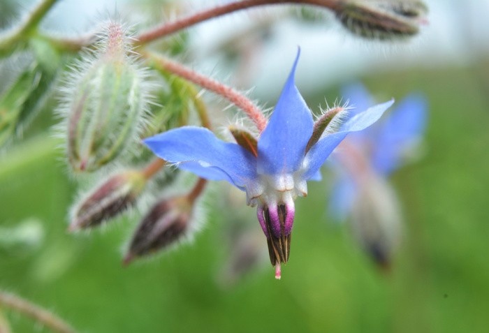 Borage Flowers