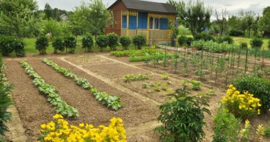 Which Flowers are Great for Vegetable Gardens