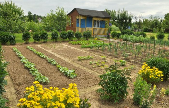 Which Flowers are Great for Vegetable Gardens