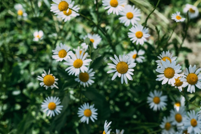 Chamomile Flowers