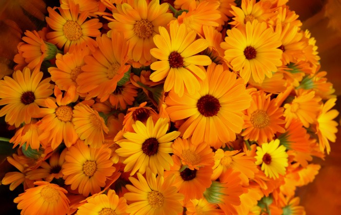 Calendula Flowers