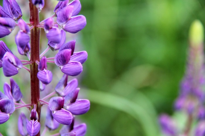 Lupins Grass Flowers