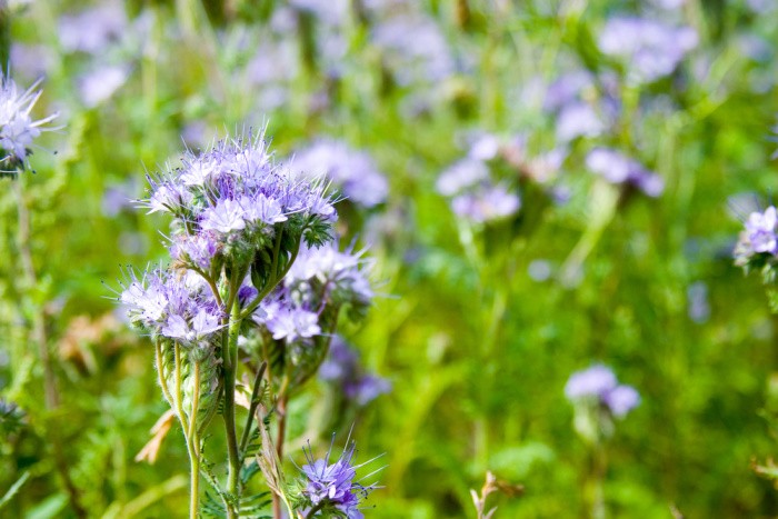 Phacelia Flowers