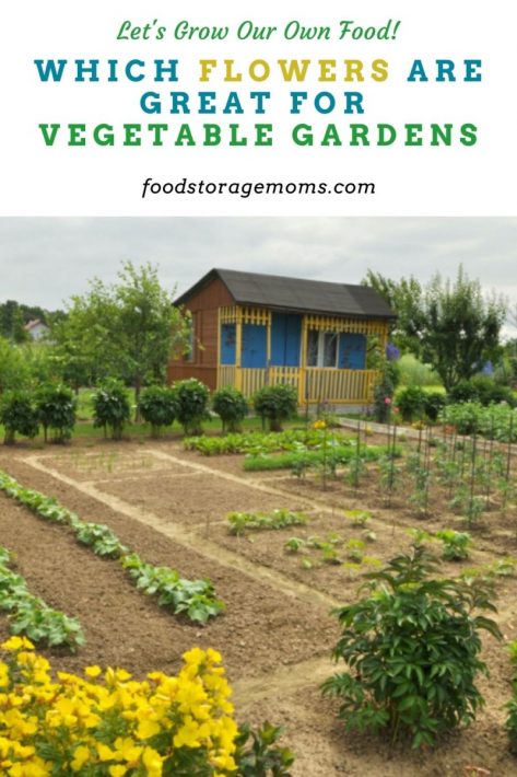 Which Flowers are Great for Vegetable Gardens