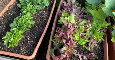 Gardening Techniques: Which One is Right for You?