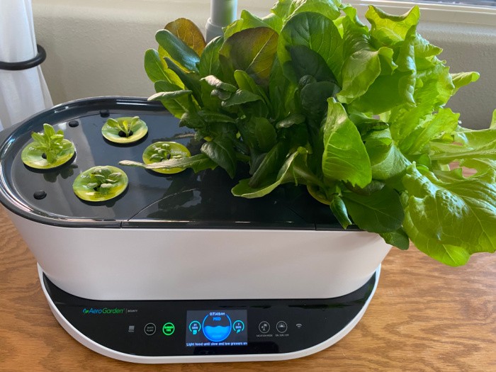 Growing Fresh Lettuce Indoors Year-Round