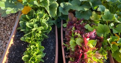 How to Grow an Emergency Garden