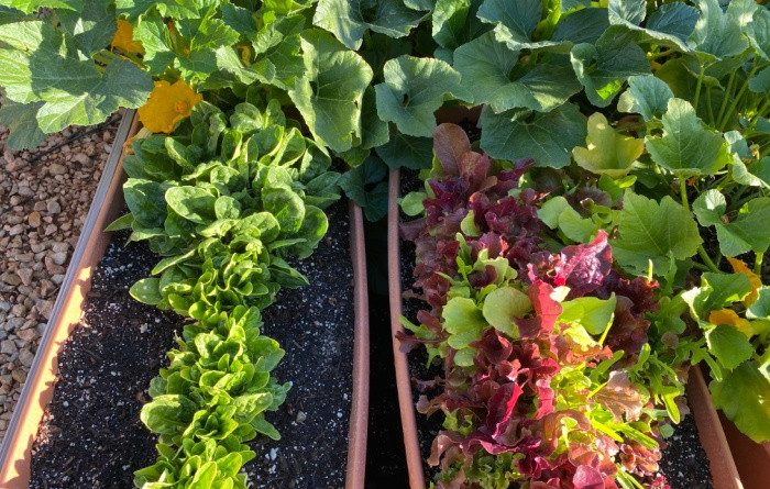 How to Grow an Emergency Garden