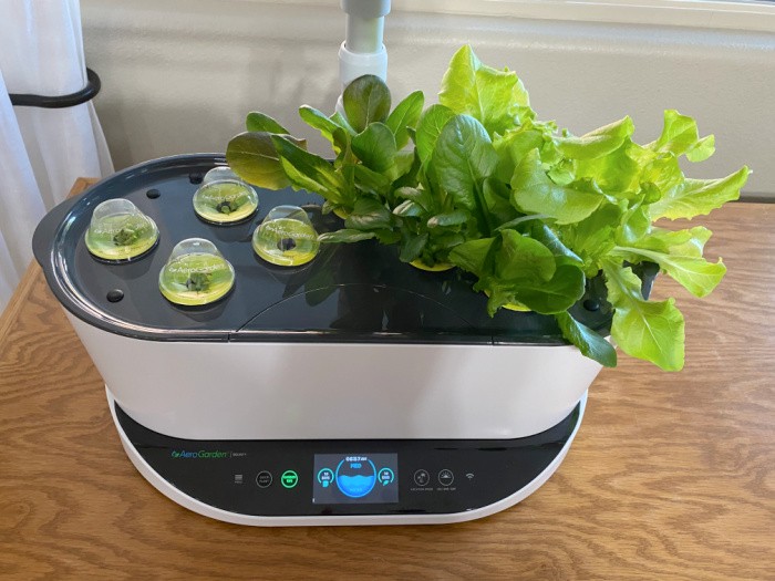 Growing Fresh Lettuce Indoors Year-Round