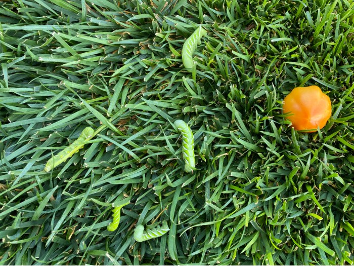 Tomato Hornworms